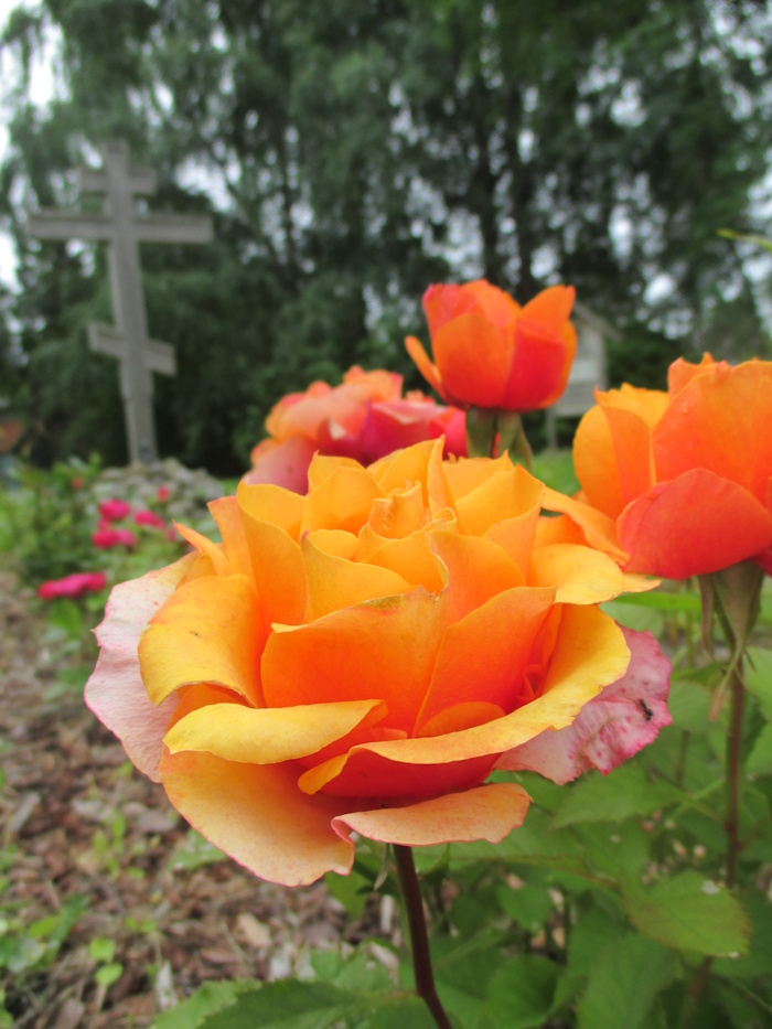 Rose